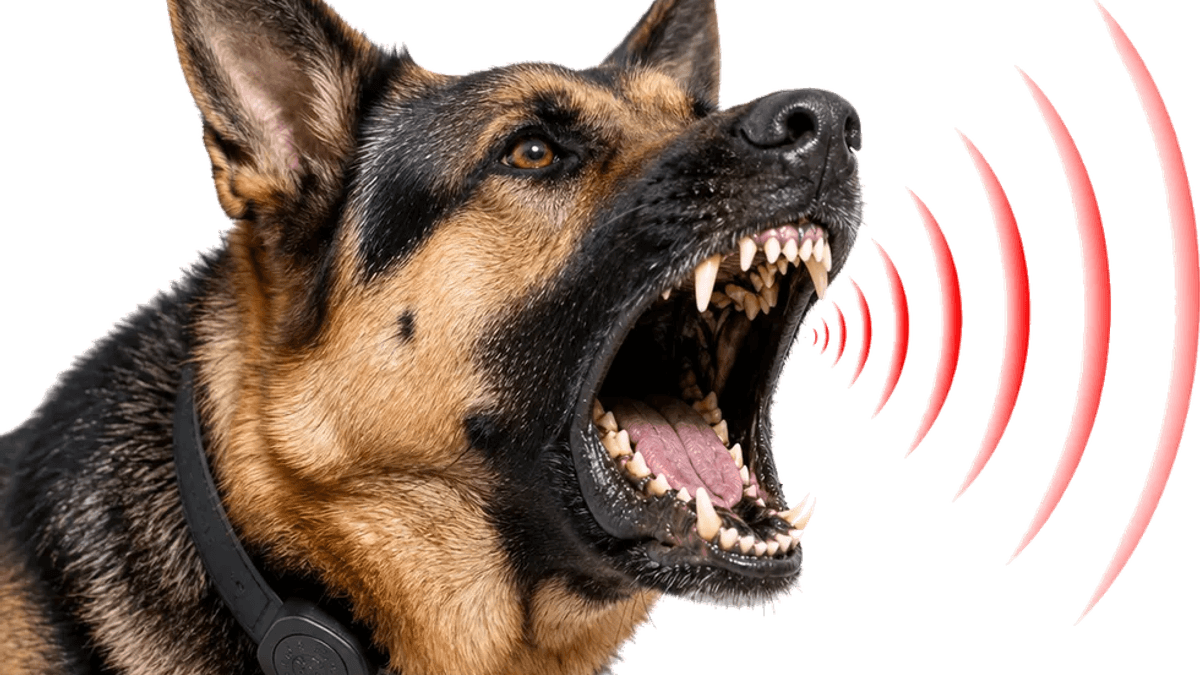 Alert German shepherd - the kind of large-dog bark the best barking dog alarms reproduce to deter approach